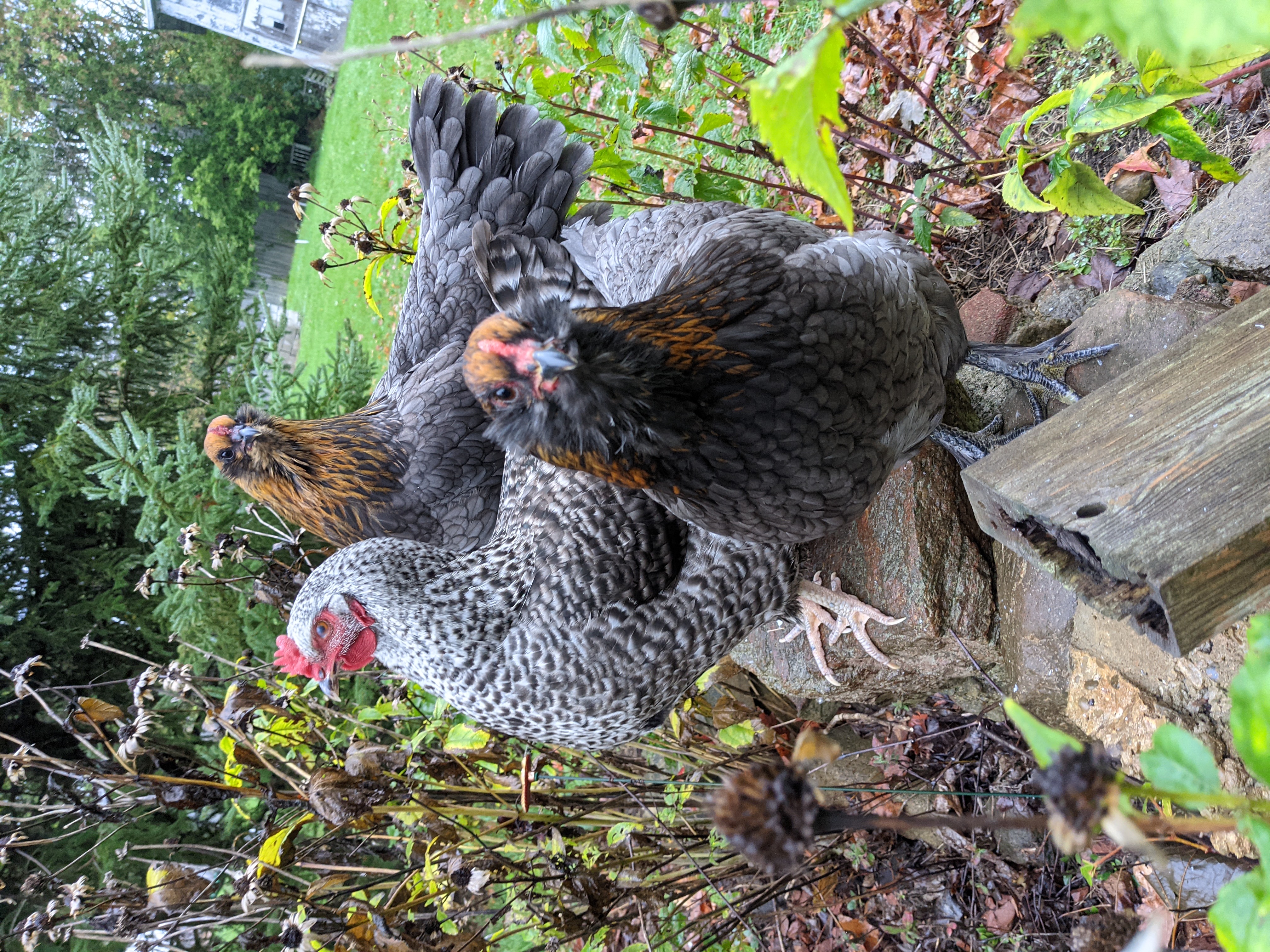 Chicken Behaviourism 101